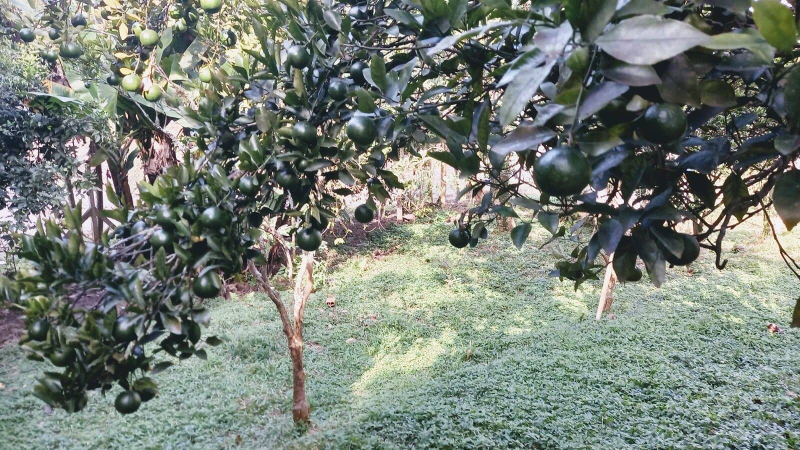 Chácara, 1200 m² - Foto 15