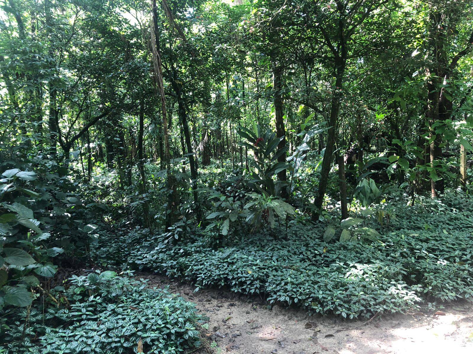 #1424 - Área para Venda em São Sebastião - SP