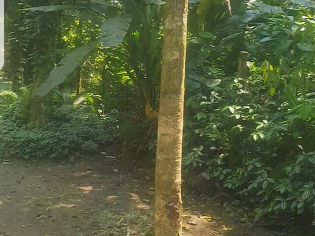 Área para Venda em São Sebastião - 4