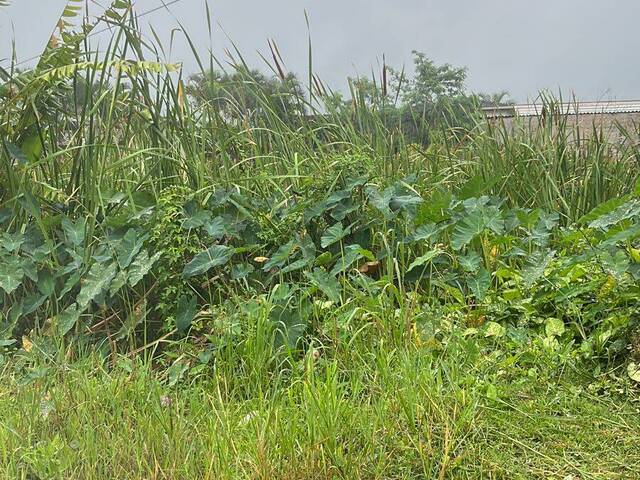 #1337 - Área para Venda em Bertioga - SP